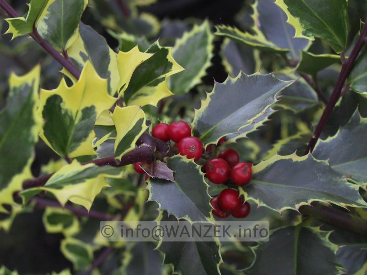 Ilex aquifolium Rubicaulis Aurea Beerenmacro.JPG